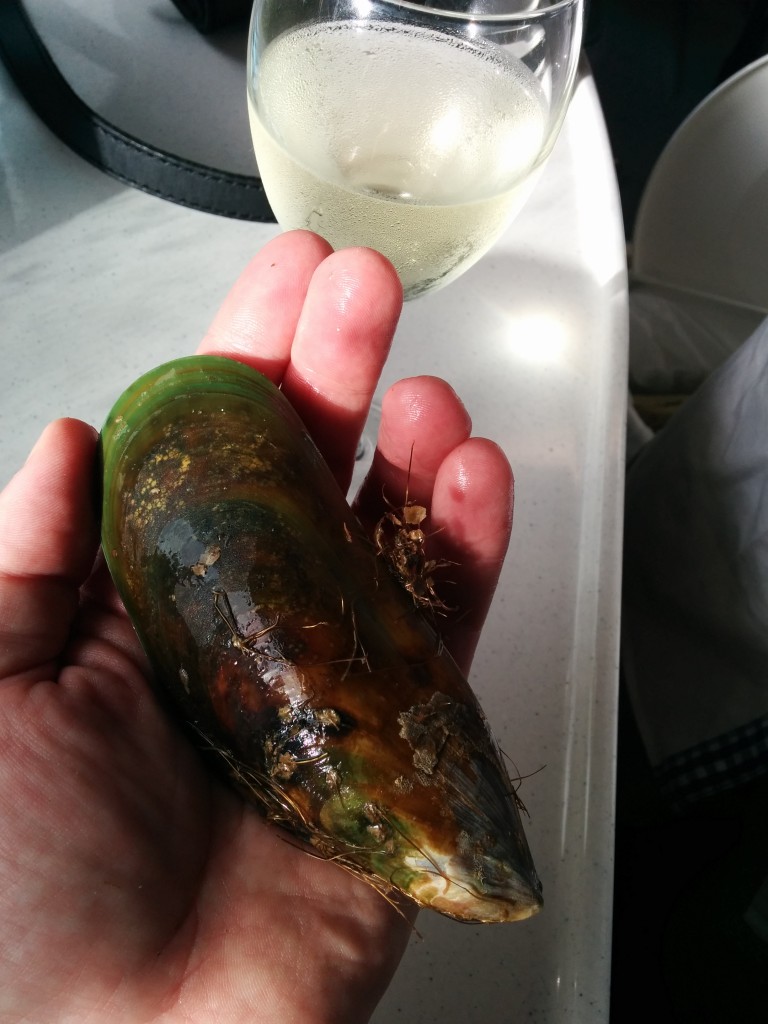 New Zealand Green Lipped Mussel
